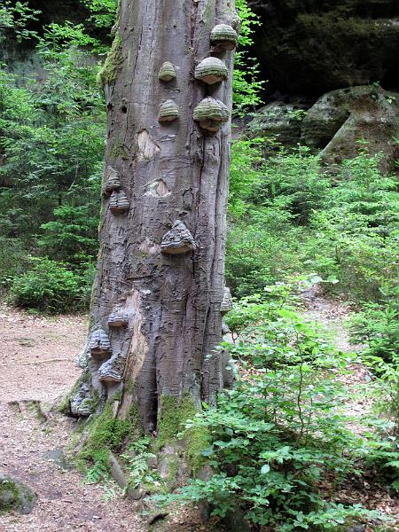 2010-06-12, Uttewalder Grund (47).jpg